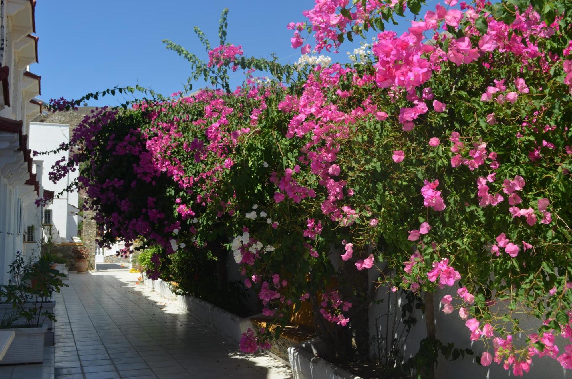 Nikos Studios Livadia (Tilos) Exterior foto